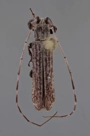  Cacostola parafusca , male holotype specimen; © E.H. Nearns